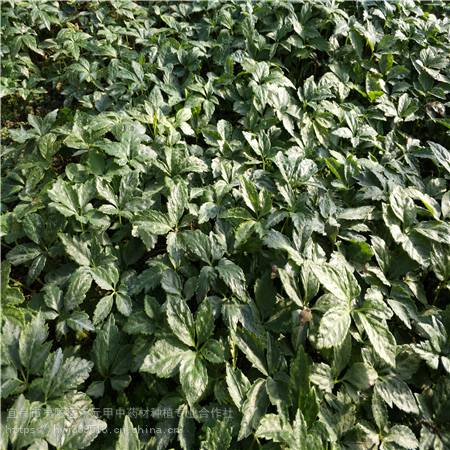 辽宁阜新野三七种植方法竹节参农业致富项目竹节参的作用