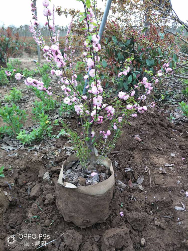 基地盆景榆叶梅家用绿化美织袋榆叶梅