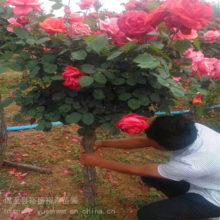 金边黄杨苗 高度50厘米小苗 围墙绿化苗木高山黄杨