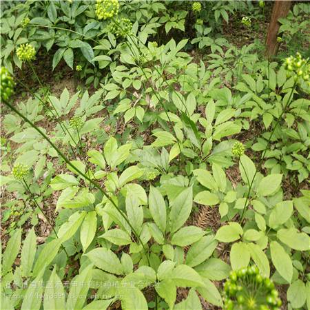 阜阳颍泉野三七栽培技术竹节参农村致富赚钱竹节参种植