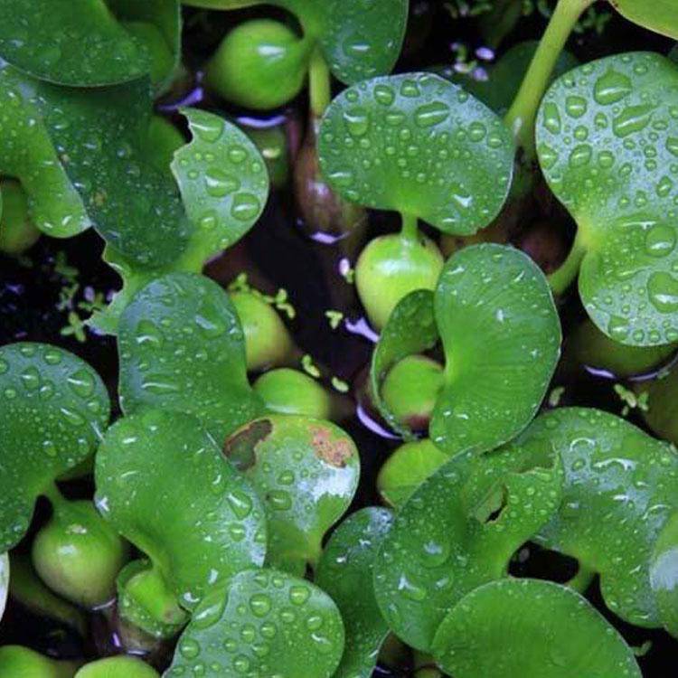 水葫芦水葫芦价格水生植物水葫芦水葫芦苗