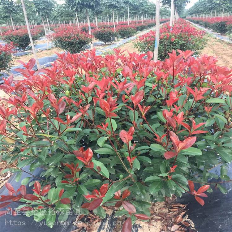 1米红叶石楠球树苗 美植袋苗绿化苗木 红叶石楠植物篱笆墙
