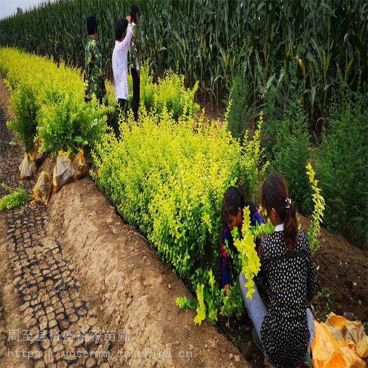 道路隔离带苗木 陕西周至红王子锦带 北方苗木绿化