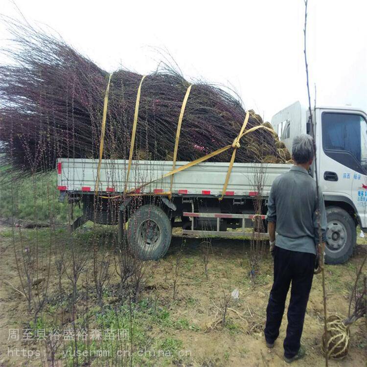 海桐爬藤植物紫藤凌霄 柳树风景树 灌木绿化苗木