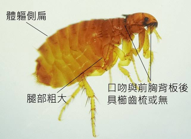 惠州酒店杀虫消毒电话杀臭虫