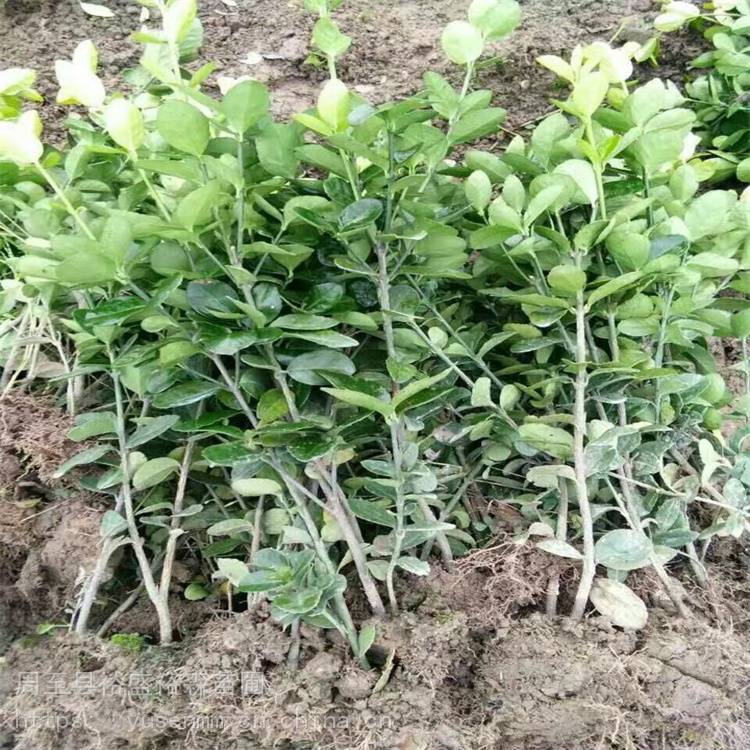 大叶黄杨 耐寒不落叶绿化小苗 苗圃育苗灌木草花种植