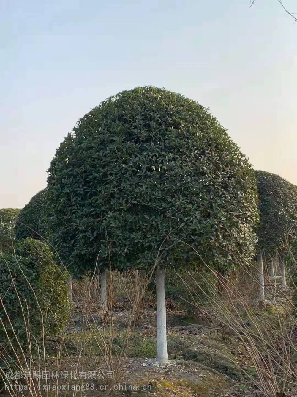 四川资阳真植物绿雕公司 熊猫造型仿真绿雕