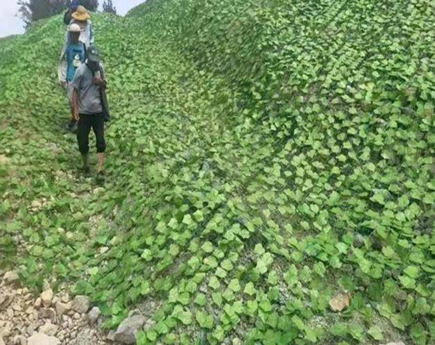 巧家县树叶网绿叶网-矿山复绿绿化网爬藤网