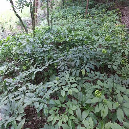 四川德阳野三七种植基地竹节参农村致富赚钱竹节参栽培