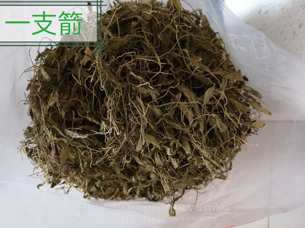 供应蛇须草独叶一枝枪一支箭蛇舌草蛇吐须