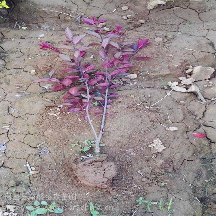 塔柏风景树 绿篱一平方多少棵 苗圃价格小苗子紫叶矮樱