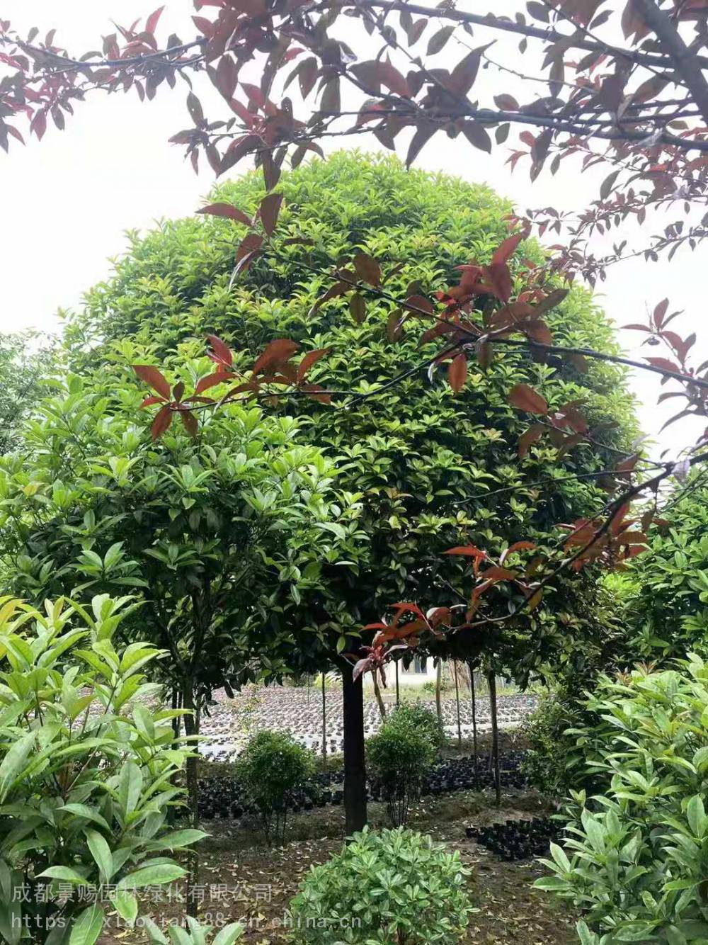 桂花树河南洛阳 小叶桢楠栾树桂花树产地量大