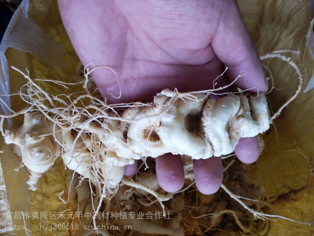 云南昭通竹节参种植基地白芨百部种植方法