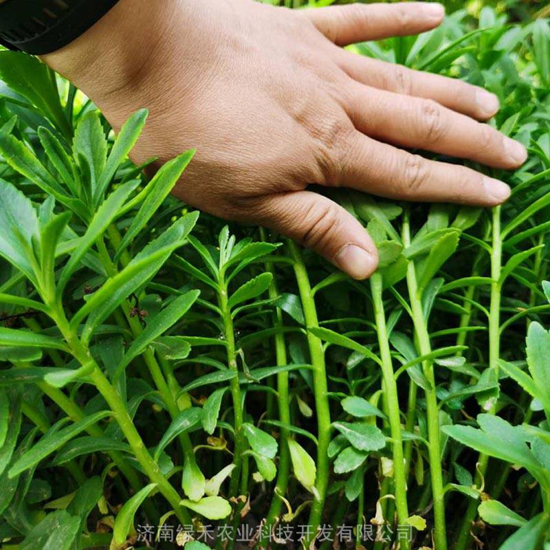 山东野菜养心菜种苗费菜多年生陆地大棚种植户耐寒耐热产量高