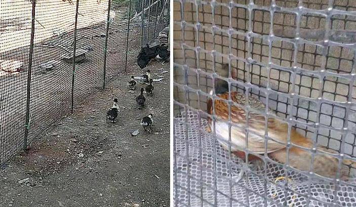 云南省丽江市玉龙纳西族自治县林下果园养殖网种植网-鱼塘鸡鸭鹅养殖网-市政园林围栏网