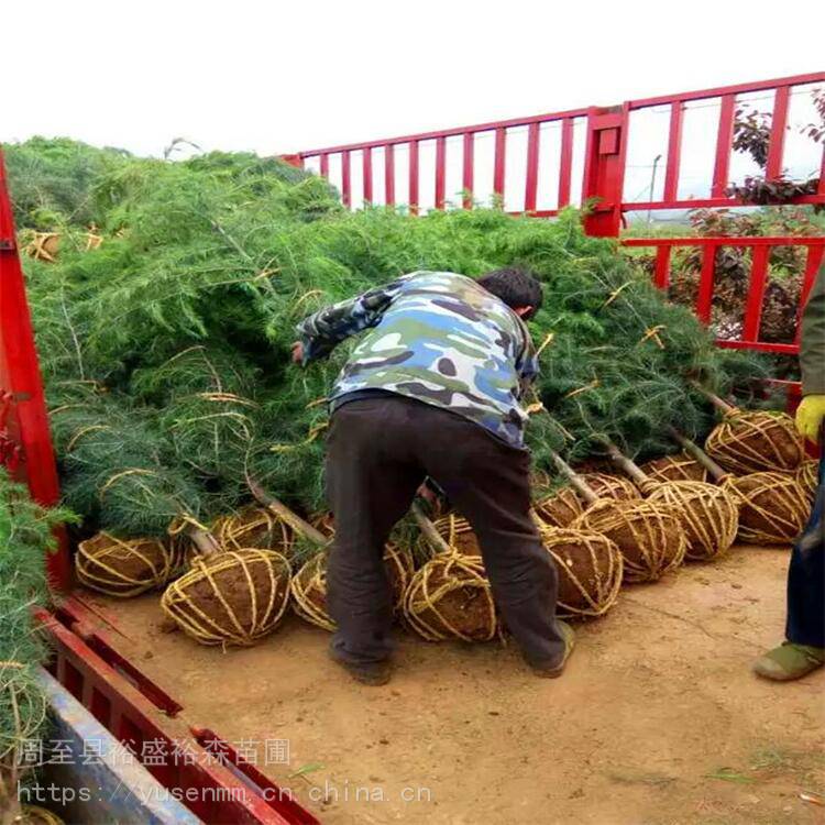 海桐爬藤植物紫藤凌霄 柳树风景树 灌木绿化苗木