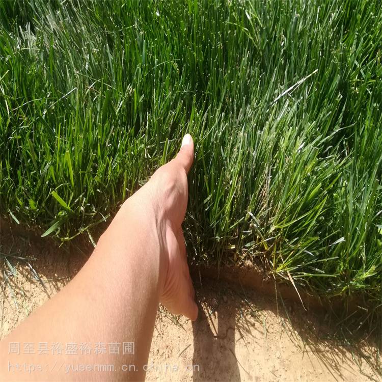 金森女贞苗 苗木花卉 绿化苗木风景树冬青
