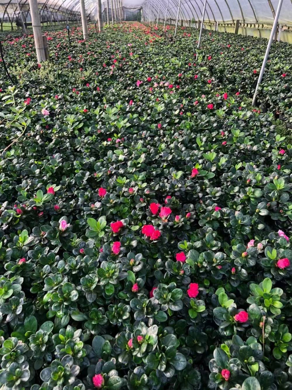 云南昭通比利时杜鹃很难养吗种植基地比利时杜鹃