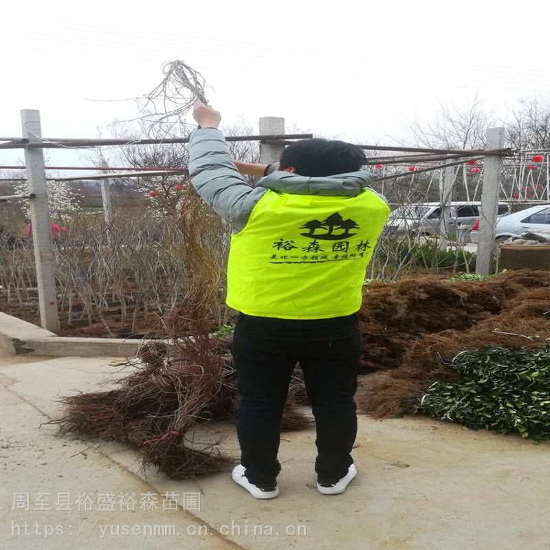 绿化苗木 爬山虎 爬藤植物好养