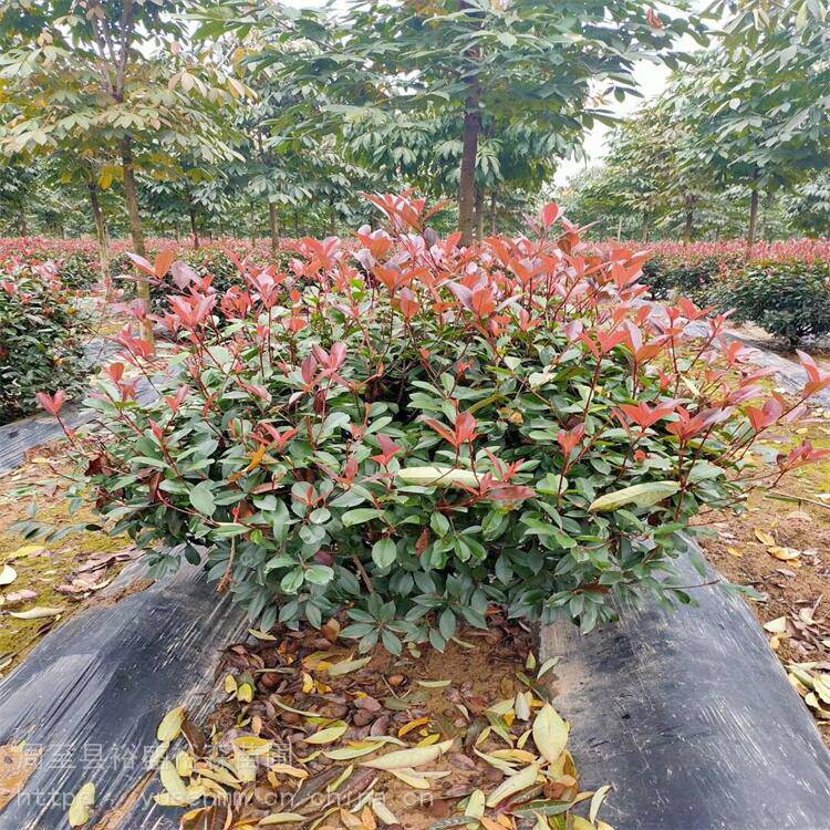 西安圆球红叶石楠200高冠幅 小型绿化苗木50厘米 哑柏苗圃红叶石楠高杆
