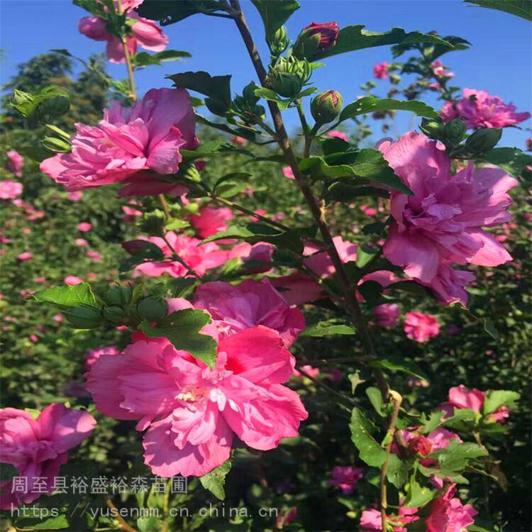 陕西周至种绿化苗木 火棘 篱笆墙遮挡树苗