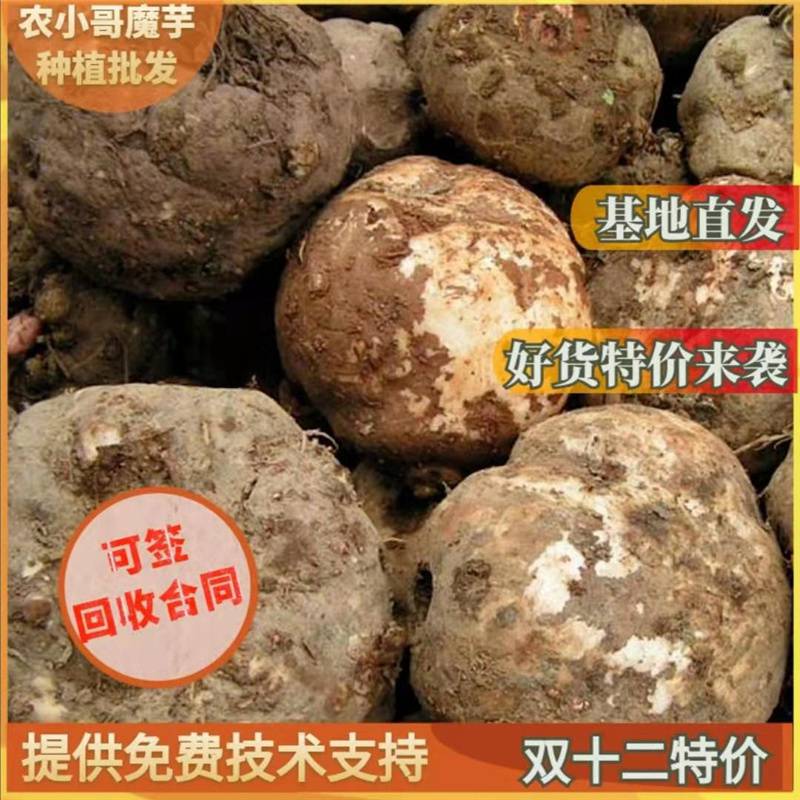 湖南衡阳魔芋种植基地魔芋种子销售现货供应