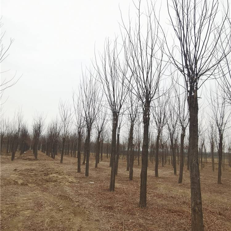 7公分红花刺槐-17公分红花刺槐-苗木行业-技术指导