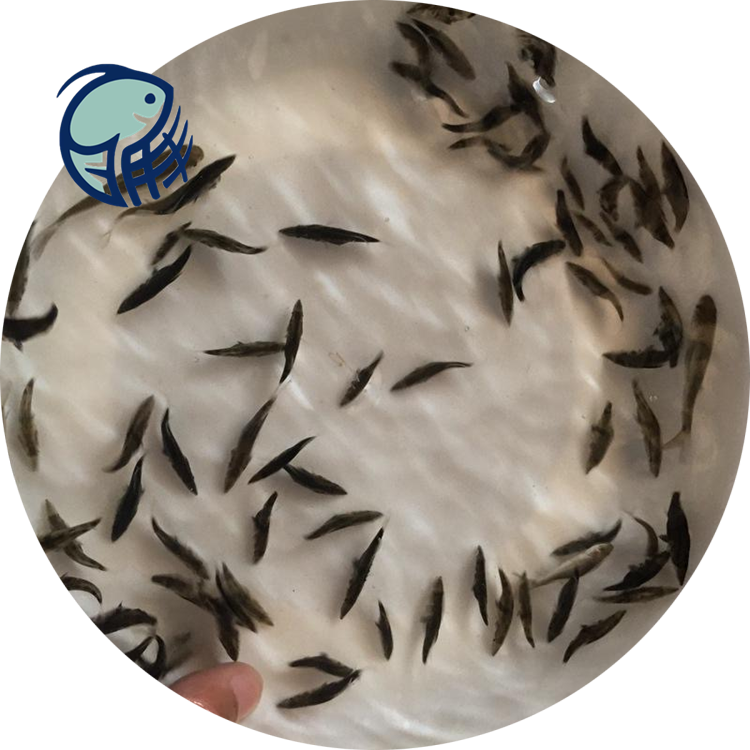 三明鳌花鱼苗贵花鱼鳜鱼26cm桂花鱼苗报价