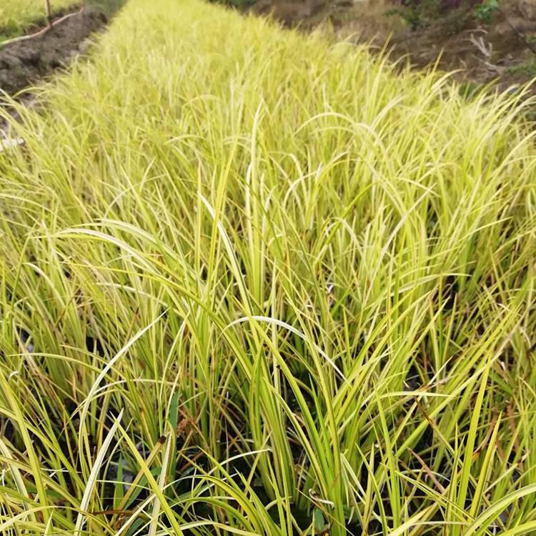 金边石菖蒲基地金边石菖蒲小苗等水生植物菖蒲小苗