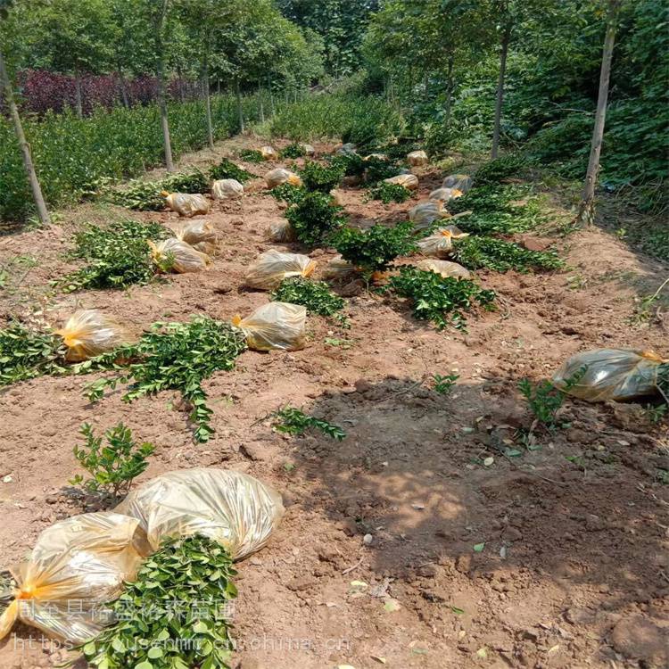 绿化苗木 冬青 树苗球型苗木30亩地