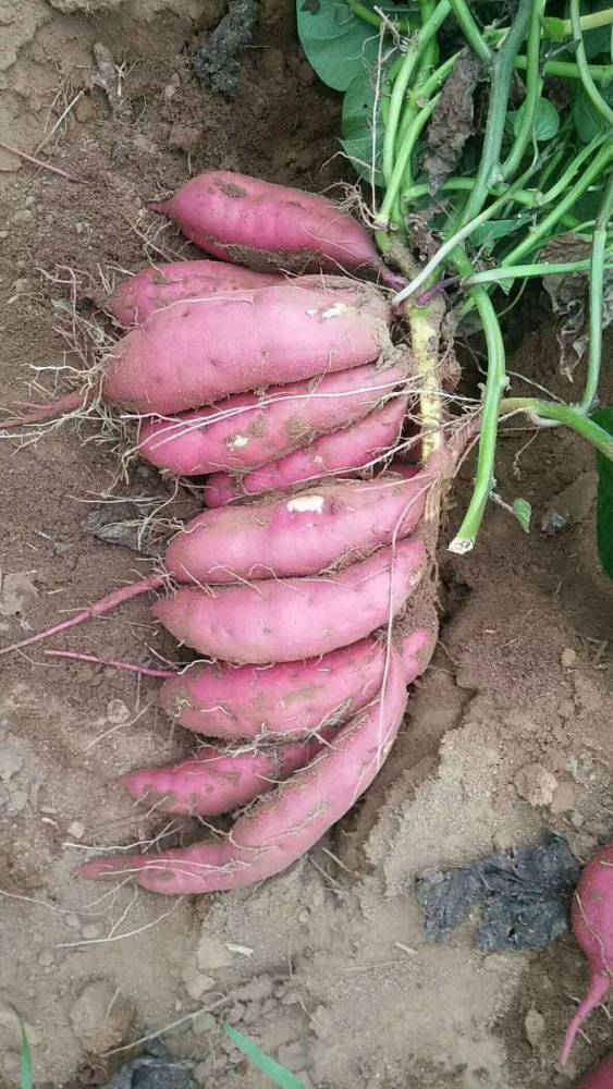 高淀粉红薯种脱毒红薯种大量供应图片