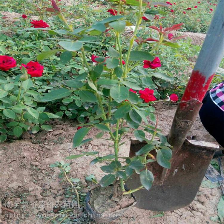 本地花木小苗 渭南卡罗拉月季 园林观花植物 陕西月季高杆