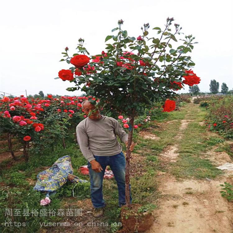苗木园林应用 陕西周至海桐 灌木绿化苗木