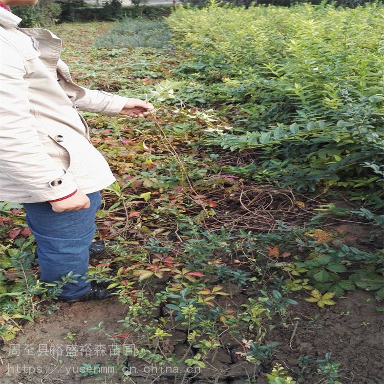 兴安盟爬墙虎绿化带苗 爬藤架植物架 哪卖爬山虎