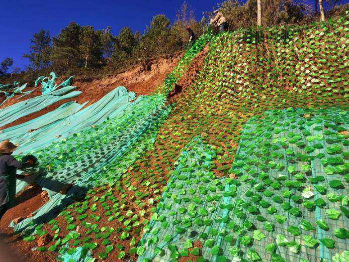 普洱市江城哈尼族彝族自治县仿真树叶网-植物攀爬树叶网