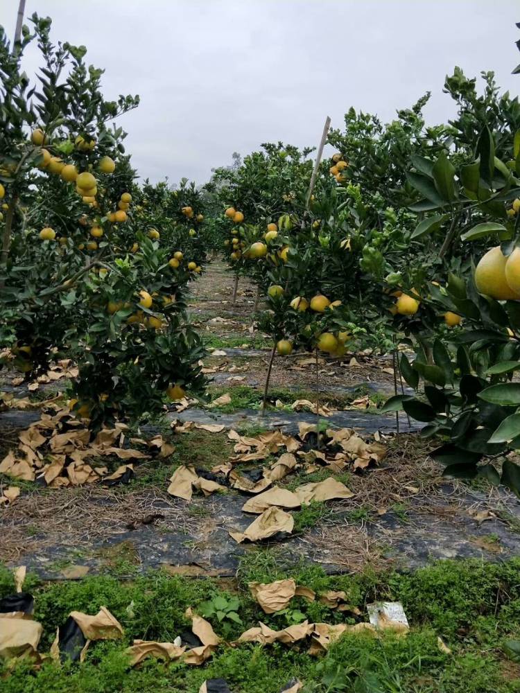 【甜葡萄柚适宜种植的区域】海南,云南,广西,广东,福建,江西,浙江