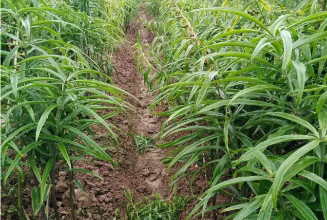 湖南长沙常德百部天冬半夏黄精种植技术哪里可以学习市场批发