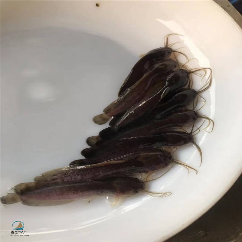埃及苗塘虱鱼苗埃及胡子鲶苗塘角鱼苗抗病力高