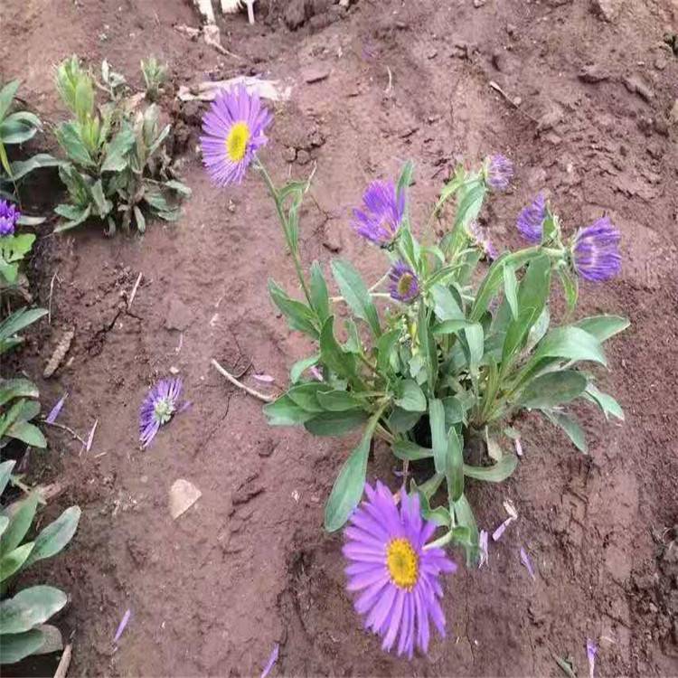 紫菀花紫菀价格紫菀花期是几月地被草花