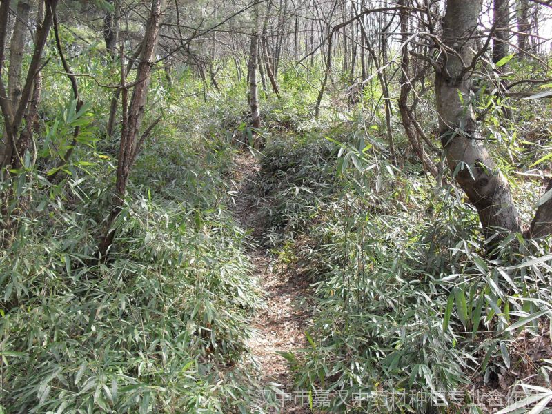 大巴山区绿色野生木竹子竹笋