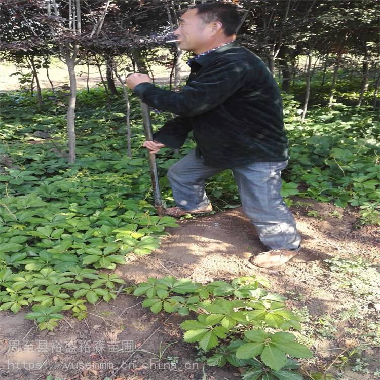 平凉五彩爬墙虎 北方耐寒爬山虎 爬山虎0.4元