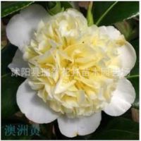十景祥茶花大菲丽丝 菲丽克丝 琼克莱尔 小丑 白斑卡特 澳洲黄