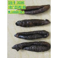 供应大量批发海茄子海参