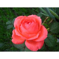 月季花种植基地月季花的种类基地一手供应
