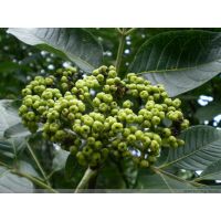 中花吴茱萸吴茱萸吴芋茶辣苗