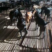 白山羊种羊图养殖技术现货价格