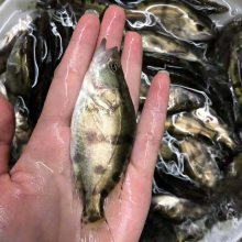 鱼苗批发淡水活体鳜鱼零售翘嘴鳜鱼肉食性养殖桂花季鱼桂鱼鳌花鱼苗