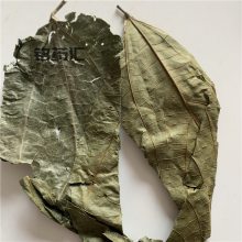 中药材野生破布叶蓑衣子麻布叶烂布渣布包木破布树薢宝叶
