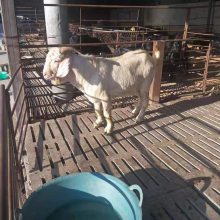 羊價格表價格報價一只現貨供應