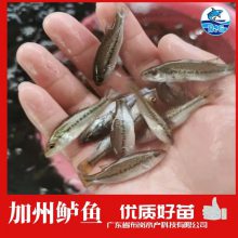 人工繁殖加州鲈鱼苗训料鲈鱼苗供应产地发货布岗鱼苗